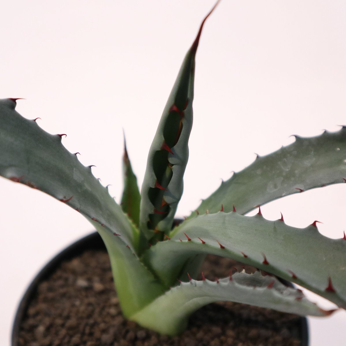 アガベ レオ no.2 | mana's farm:塊根植物・アガベ・ドライガーデン