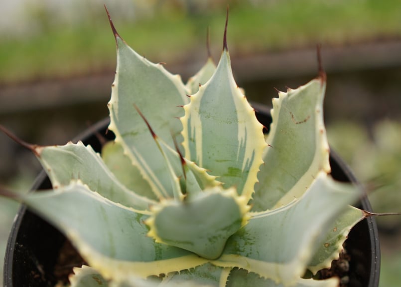 アガベ ポタトラム ペルシャフェルティー 怒雷神錦 NO.1 | mana's farm