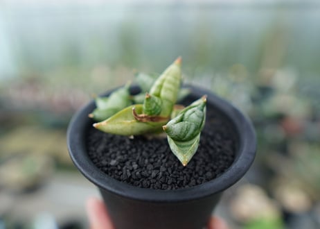 サンセベリア ボンセレンシス スーパードワーフ　 Sansevieria Boncellensis superdwarf