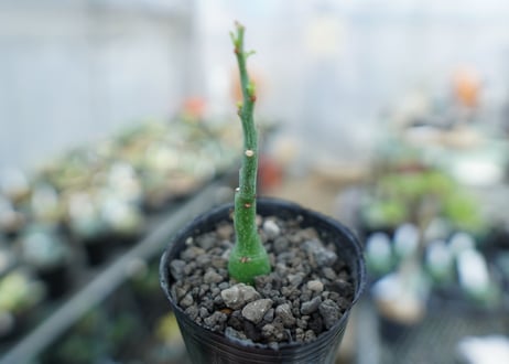 アデニア　グラウカ　Adenia Glauca　No.4