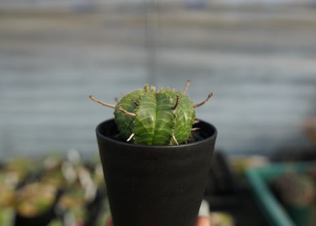 ユーフォルビア　スーパーバリダ　Euphorbia super valida