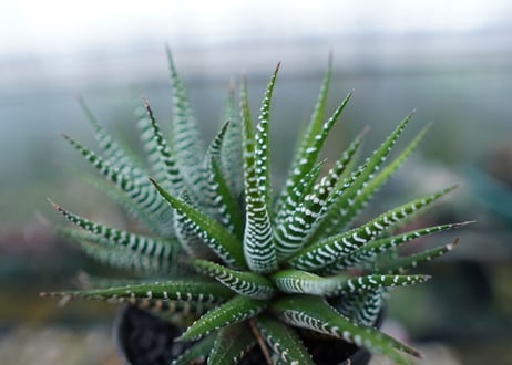 ハオルチア　十二の巻　Haworthia fasciata