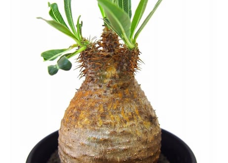 Pachypodium Gracilius パキポディウム  グラキリス  №9  little