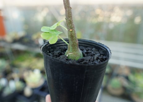 アデニア　グラウカ　Adenia glauca  No.2