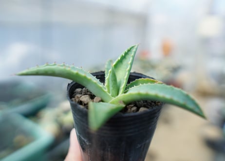 アガベ　パリー　Agave parryi　No.3