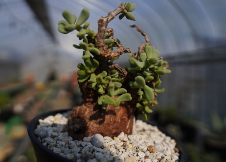 ケラリア ピグマエア Ceraria pygmaea  No.2