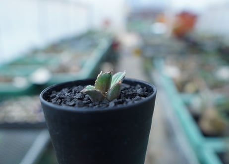 アガベ　チタノタ　FO-76　Agave titanota  FO-76　No.29