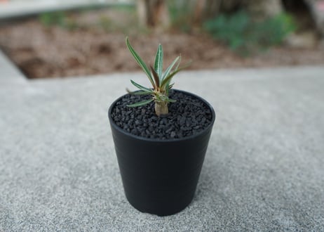 【沖縄実生株】パキポディウム　グラキリス　 Pachypodium Gracilius  No.2