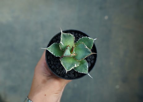 アガベ　チタノタ　FO-76　Agave titanota  FO-76　No.2