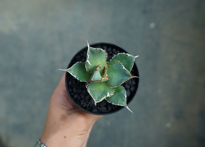 アガベ チタノタ FO-76 Agave titanota FO-76 No.2 | man