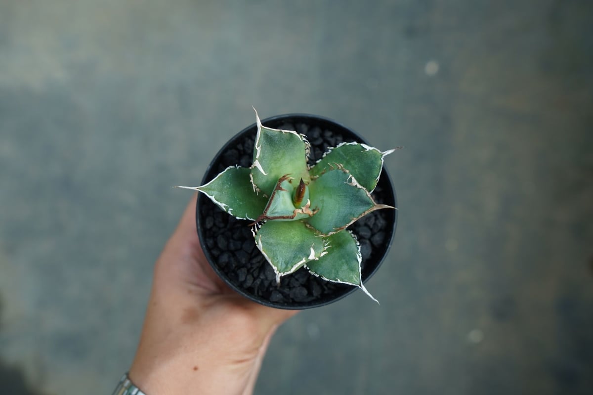アガベ チタノタ FO-76 Agave titanota FO-76 No.2 | man
