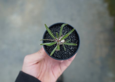 パキポディウム　グラキリス　 Pachypodium Gracilius  No.2