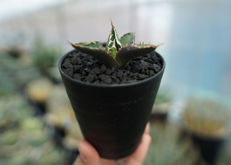 アガベ チタノタ 狼人 agave titanota 