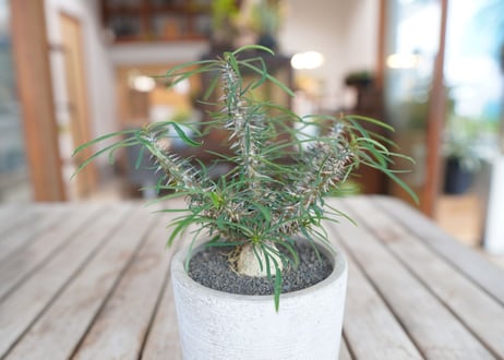 ユーフォルビア　 ロッシー Euphorbia rossii