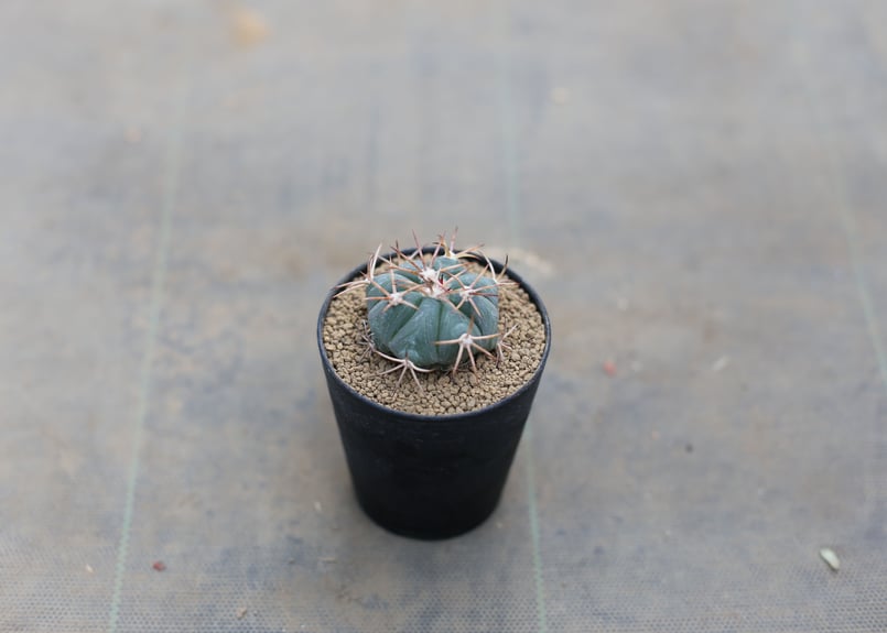 エキノカクタス 太短刺雷帝 実生 | mana's farm:塊根植物