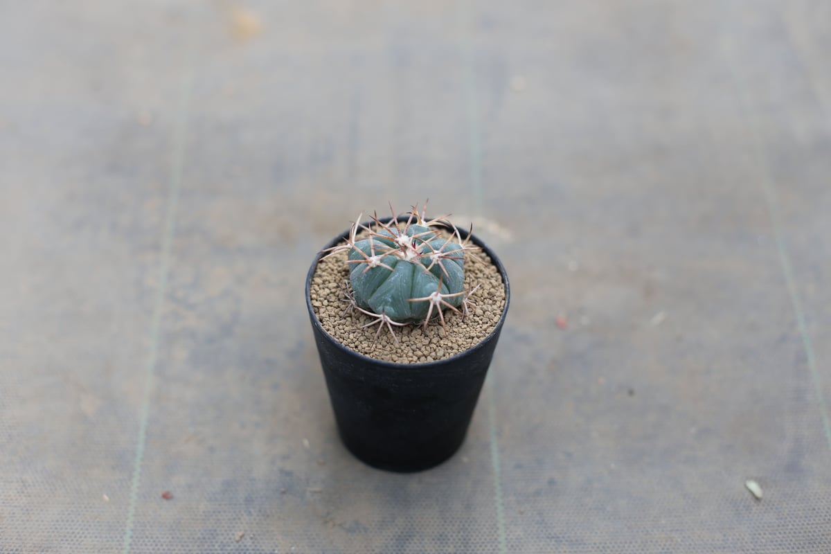 実生　エキノカクタス　雷帝 特太短刺雷帝 実生 A3731☆エキノカクタス サボテン☆「送料無料