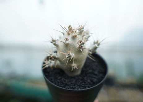 パキポディウム　サンデルシー　Pachypodeium saundersii  No.2