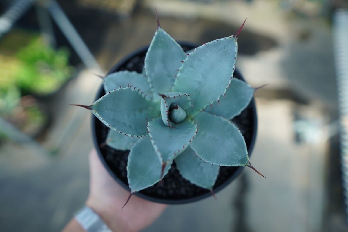 アガベドラゴントゥースクレスト綴化2頭個体縞斑