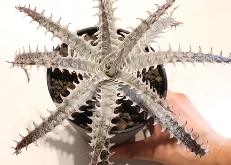 Dyckia HB Tarzan X HB Dancing Dervish