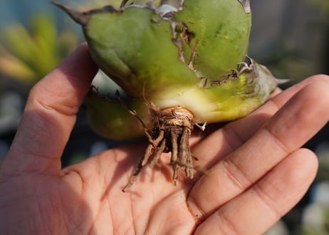 agave　titanota　ブラックアンドブルー　No.6