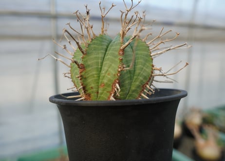 ユーフォルビア　スーパーバリダ　Euphorbia super valida  No.2