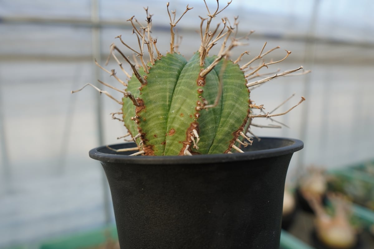 ユーフォルビア スーパーバリダ Euphorbia super valida No.2 |