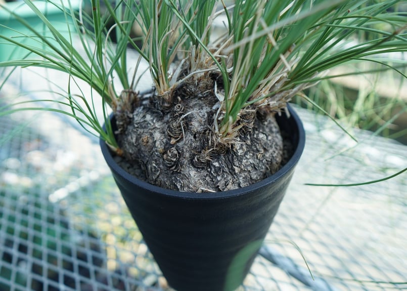 カリバナス・フーケリーno2