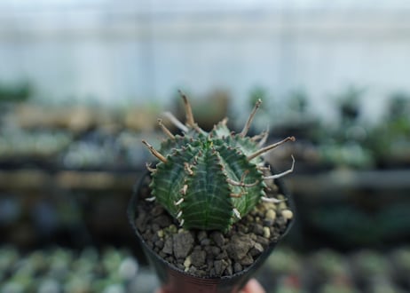 ユーフォルビア　バリダ　Euphorbia valida　No.3