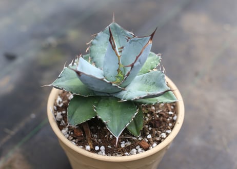 Agave titanota whiteice