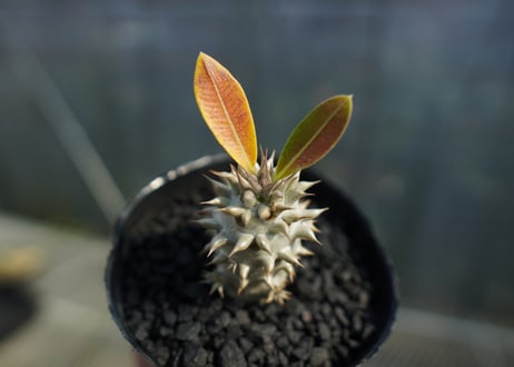 パキポディウム　デンシフローラム Pachypodium densiflorum   No.3