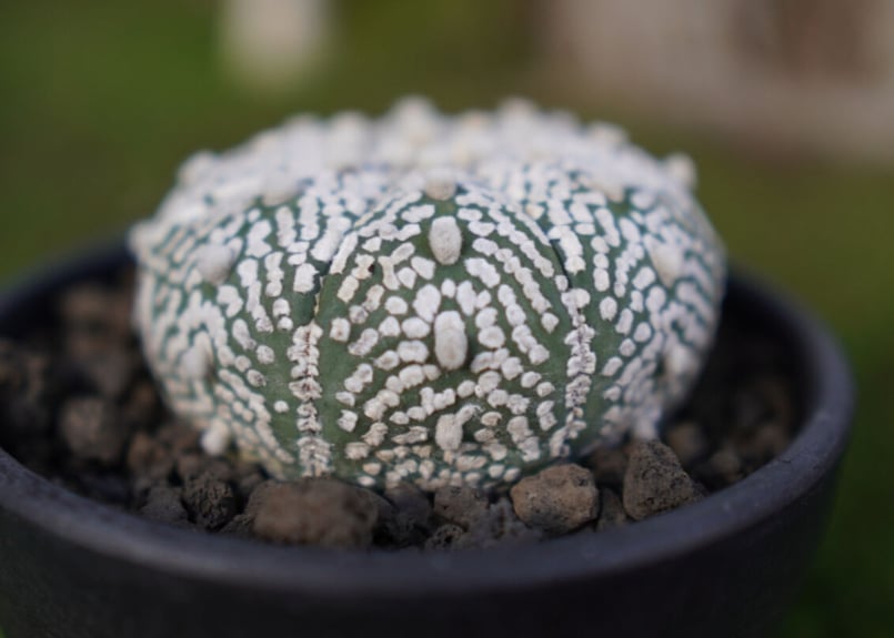 アストロフィツム スーパー兜 Astrophytum asterias 'Super Kabu