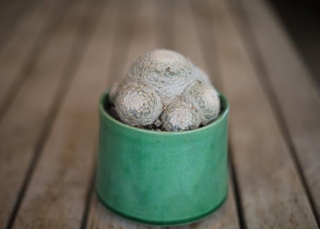 マミラリア　 Mammillaria