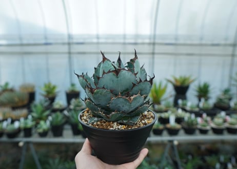 アガベ　チタノタ　 ブラックアンドブルー 　Agave titanota black and blue　NO.10