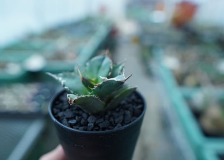 アガベ　チタノタ　FO-76　Agave titanota  FO-76　No.11