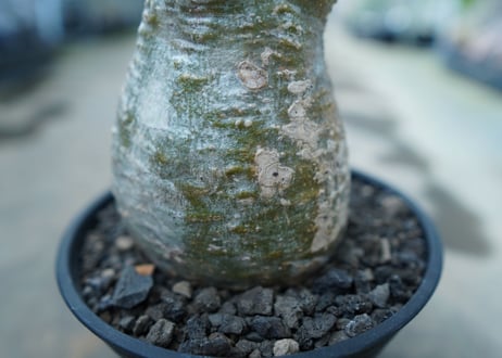 パキポディウム　グラキリス　 Pachypodium Gracilius