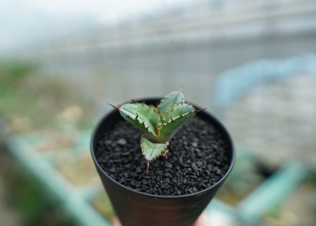 アガベ　チタノタ　 ブラックアンドブルー 　Agave titanota black and blue　No.1