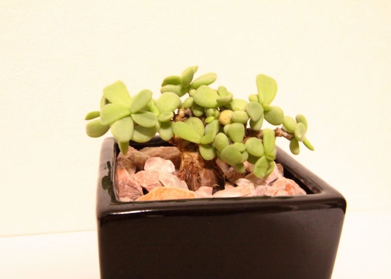 ケラリア ピグマエア ceraria pygmaea | mana's farm:塊根植物・ア