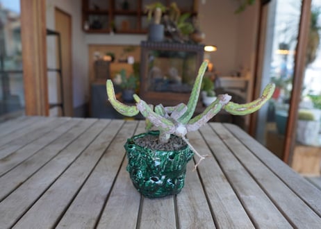 ヘテロクロマ　Euphorbia heterochroma