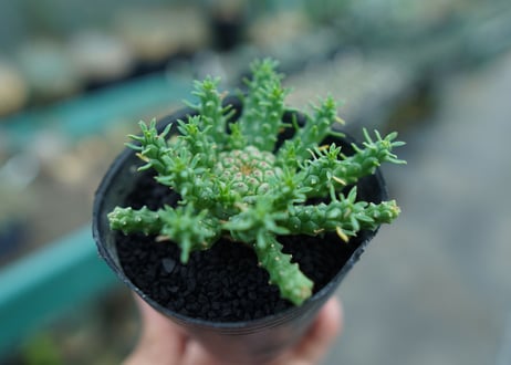 ユーフォルビア　ゴルゴニス　Euphorbia gorgonis  No.2