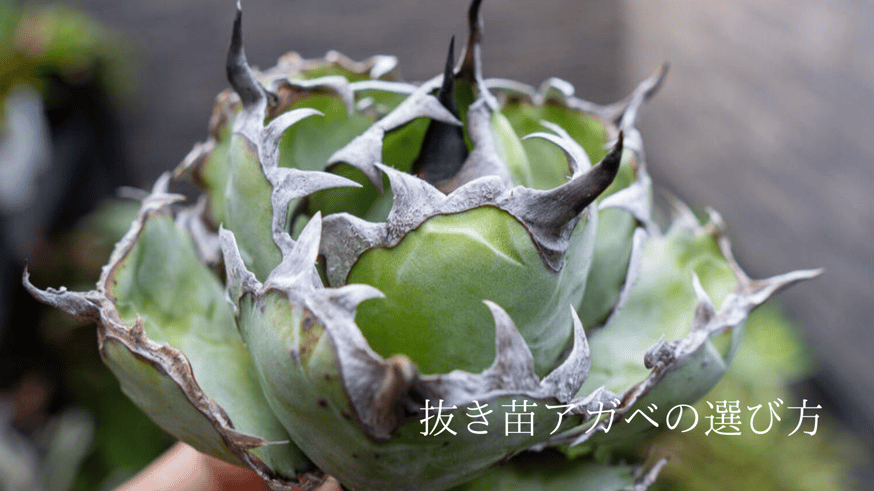 抜き苗アガベの選び方~初級~ | mana's green:塊根植物販売 抜き苗アガベの選び方~初級~ | mana's green:塊根植物販売