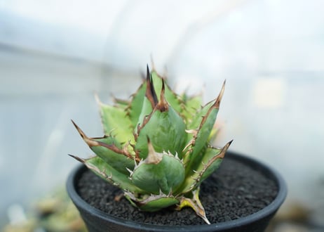 アガベ　チタノタ　剣竜　Agave titanota Kenryu　No.2