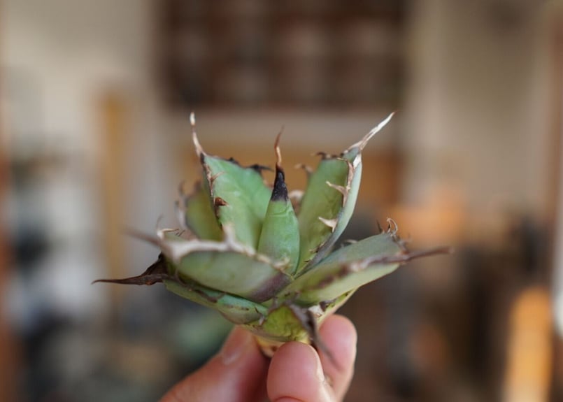 アガベ チタノタ ハデス Agave titanota Hades | mana's farm