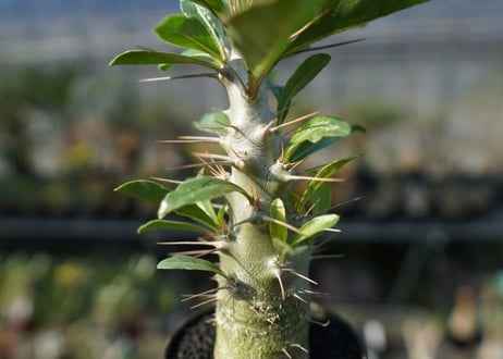 パキポディウム　サンデルシー　Pachypodeium saundersii