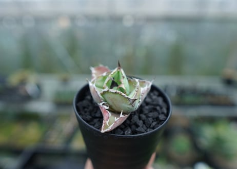 アガベ　チタノタ　 ブラックアンドブルー 　Agave titanota black and blue