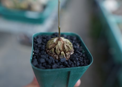 亀甲竜　Dioscorea elephantipes　No.2