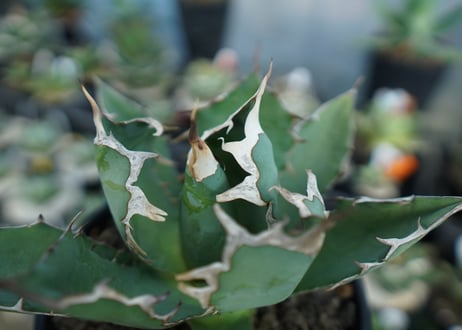 アガベ　チタノタ　agave titanota　A5