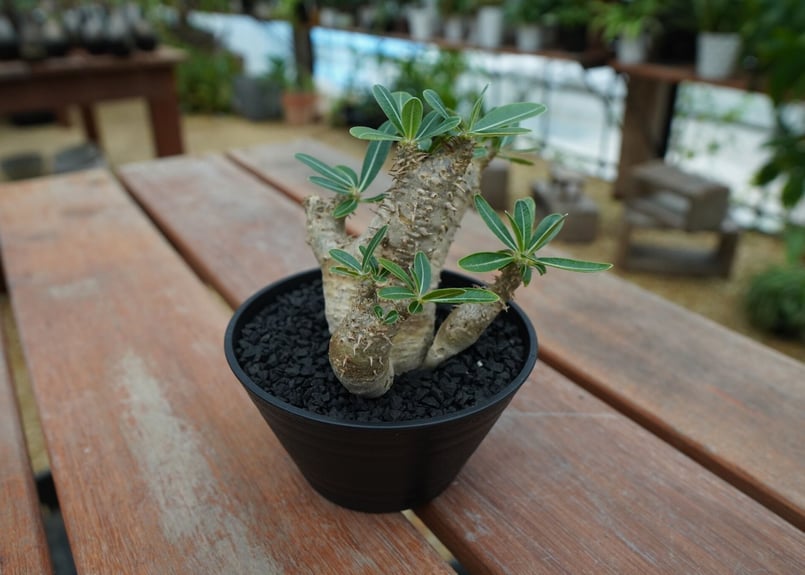 パキポディウム デンシフローラム Pachypodium densiflorum No.4