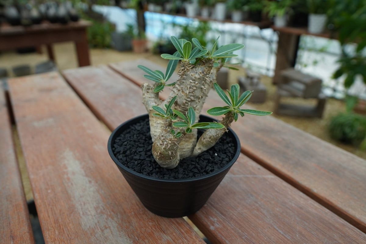 パキポディウムデンシフローラム パキポディウム デンシフローラム Pachypodium densiflorum No.4