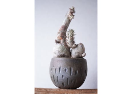 Pachypodium densiflorum