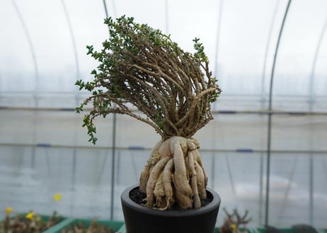 姫紅小松　Trichodiadema bulbosum  No.4